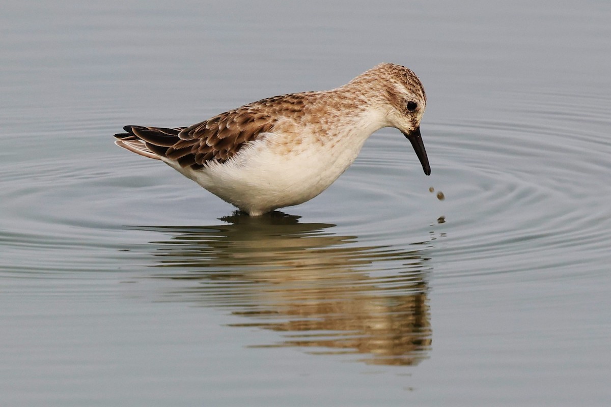 Little Stint - ML637869725