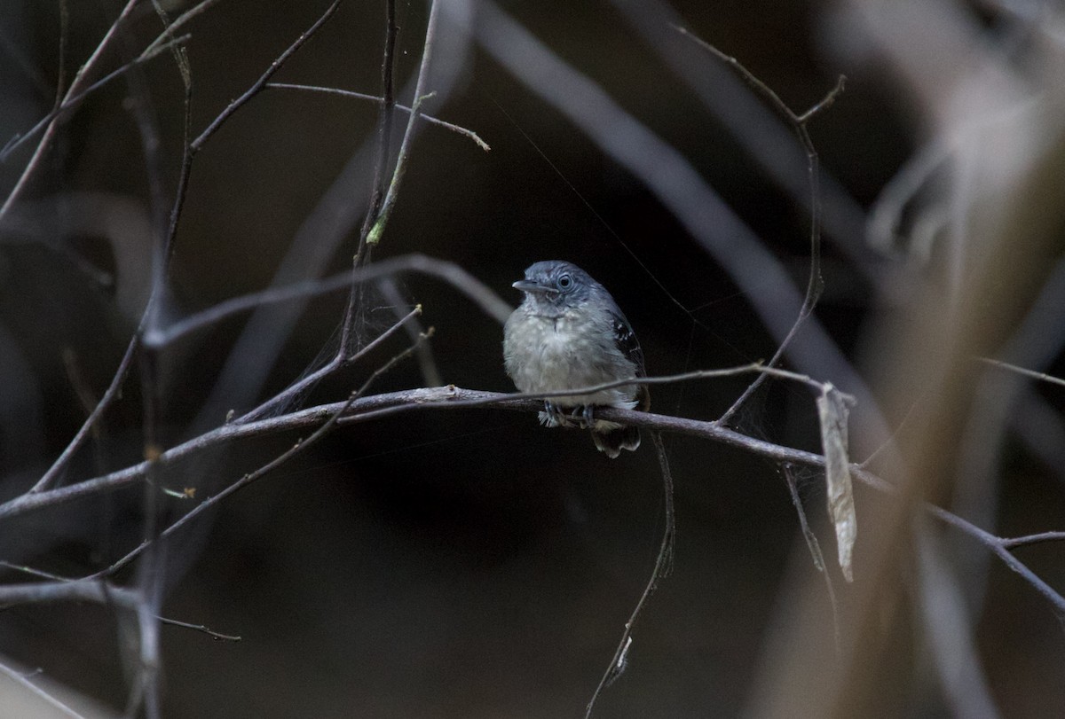 Gray Antwren - ML637869731