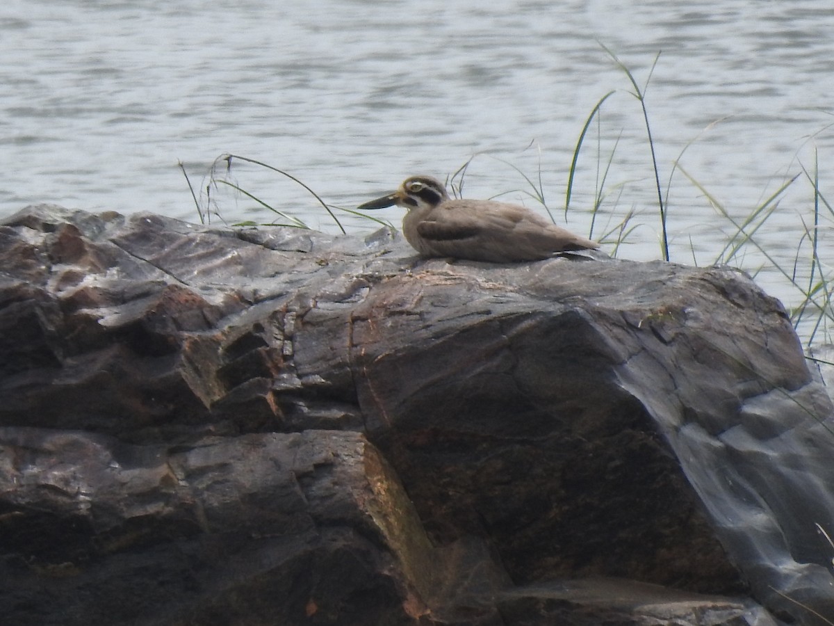 Great Thick-knee - ML637869747