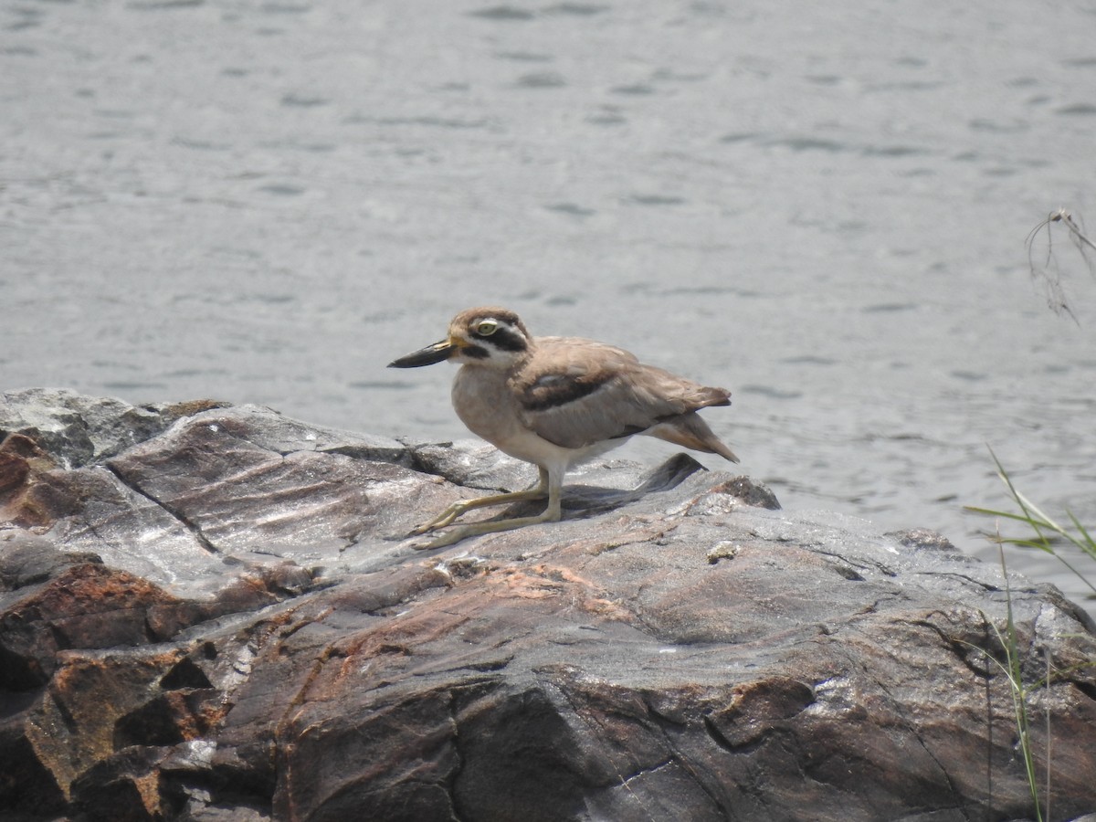 Great Thick-knee - ML637869748