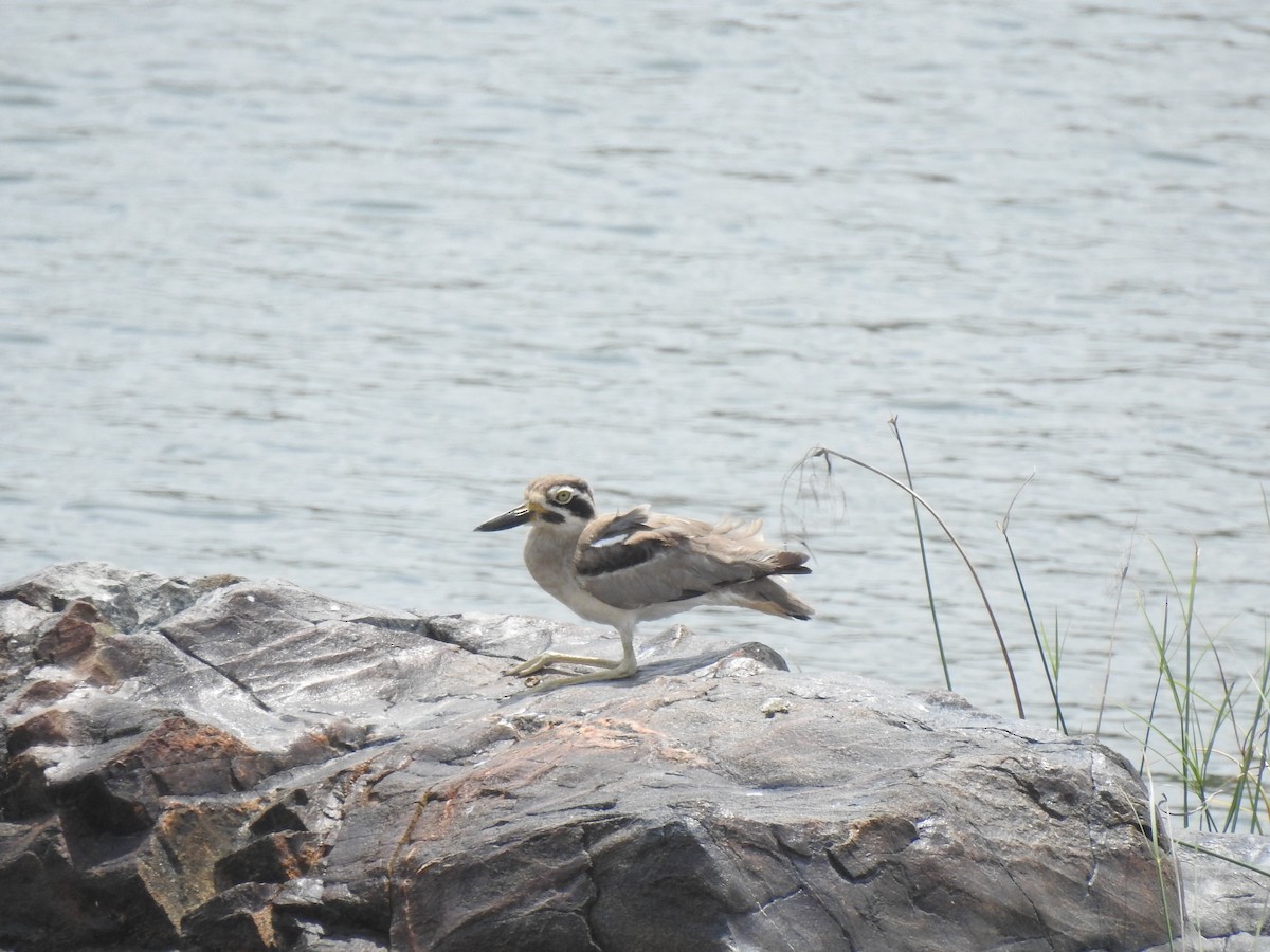 Great Thick-knee - ML637869749