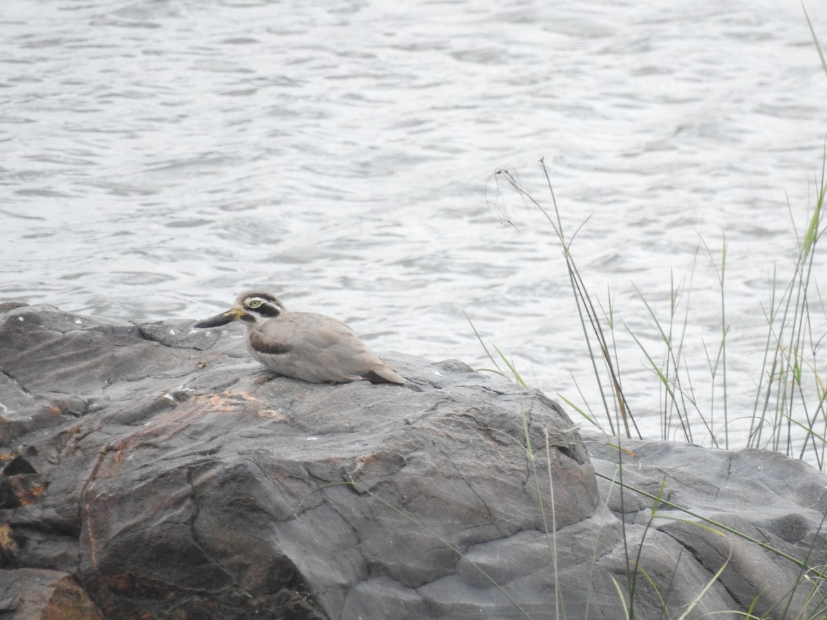 Great Thick-knee - ML637869750