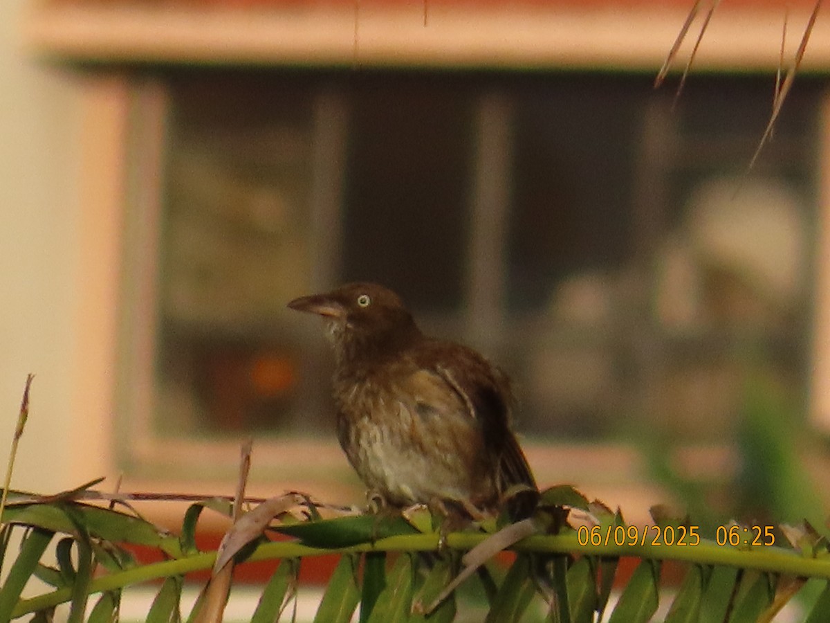 Pearly-eyed Thrasher - ML637869770