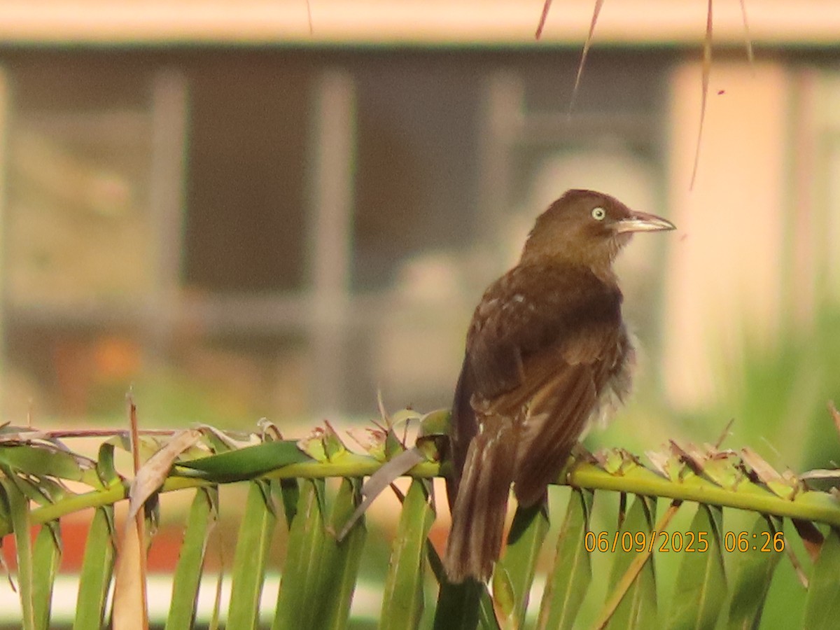 Pearly-eyed Thrasher - ML637869771