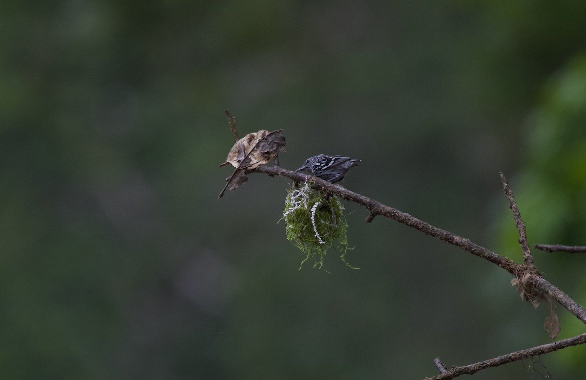 Amazonian Streaked-Antwren - ML637869777
