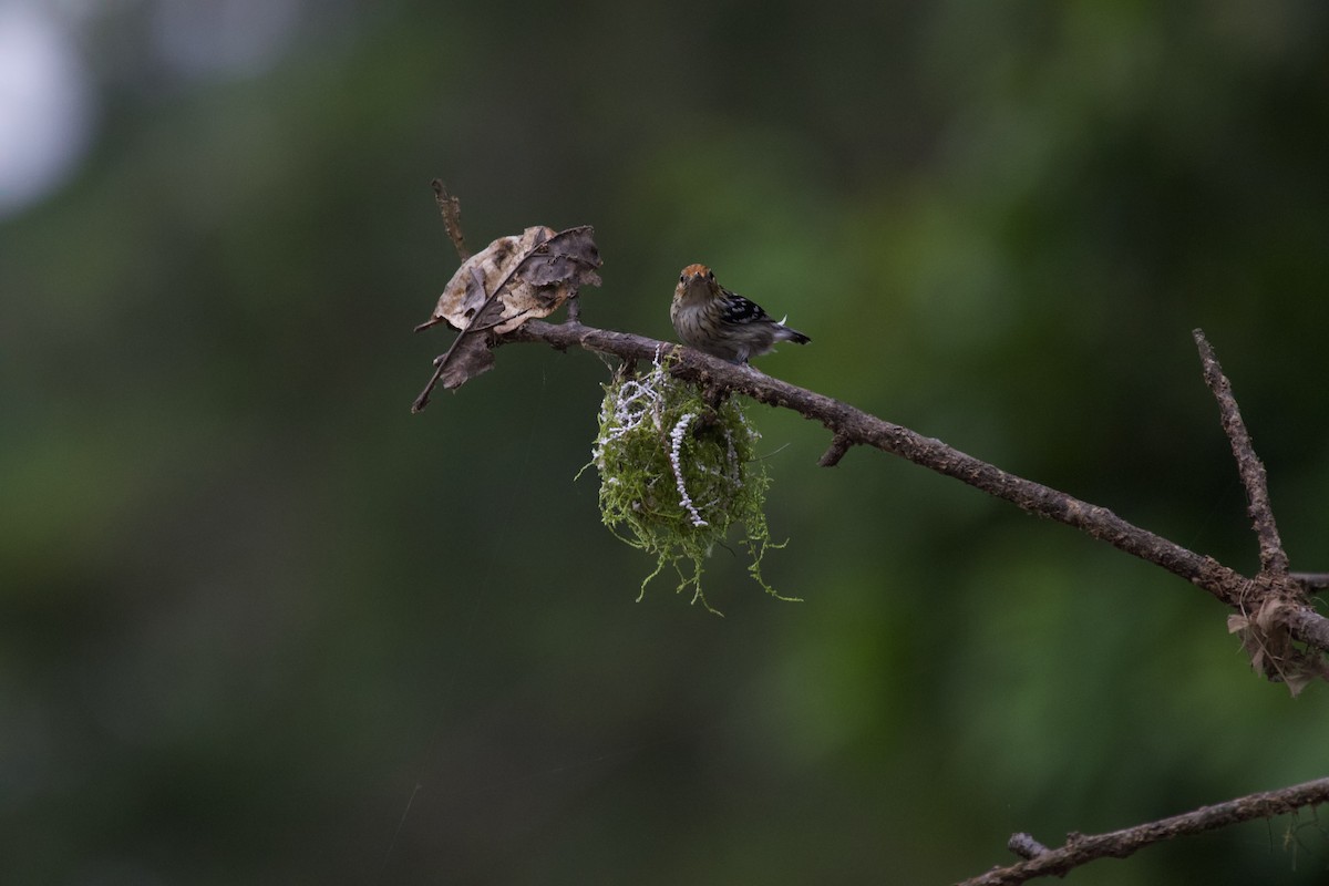 Amazonian Streaked-Antwren - ML637869780