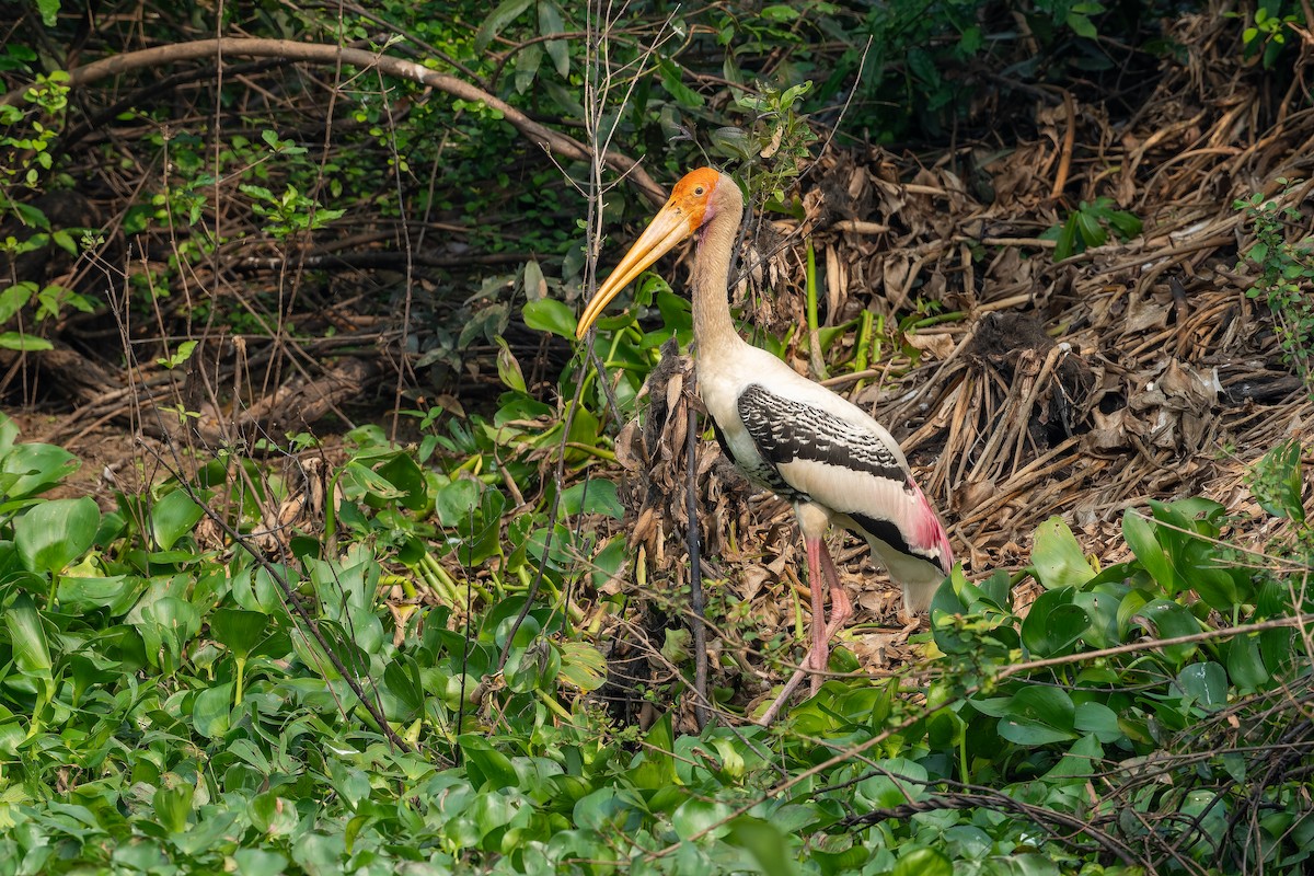 Painted Stork - ML637869790