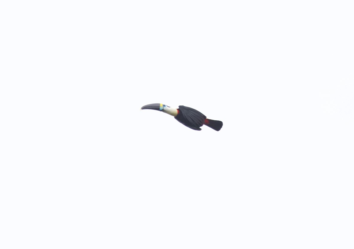 White-throated Toucan - ML637869797
