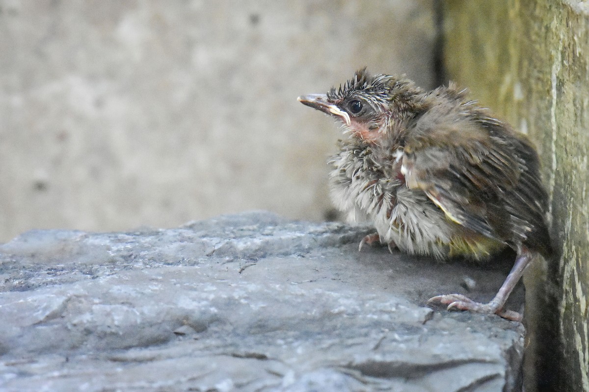 Bulbul Culiamarillo - ML637869807