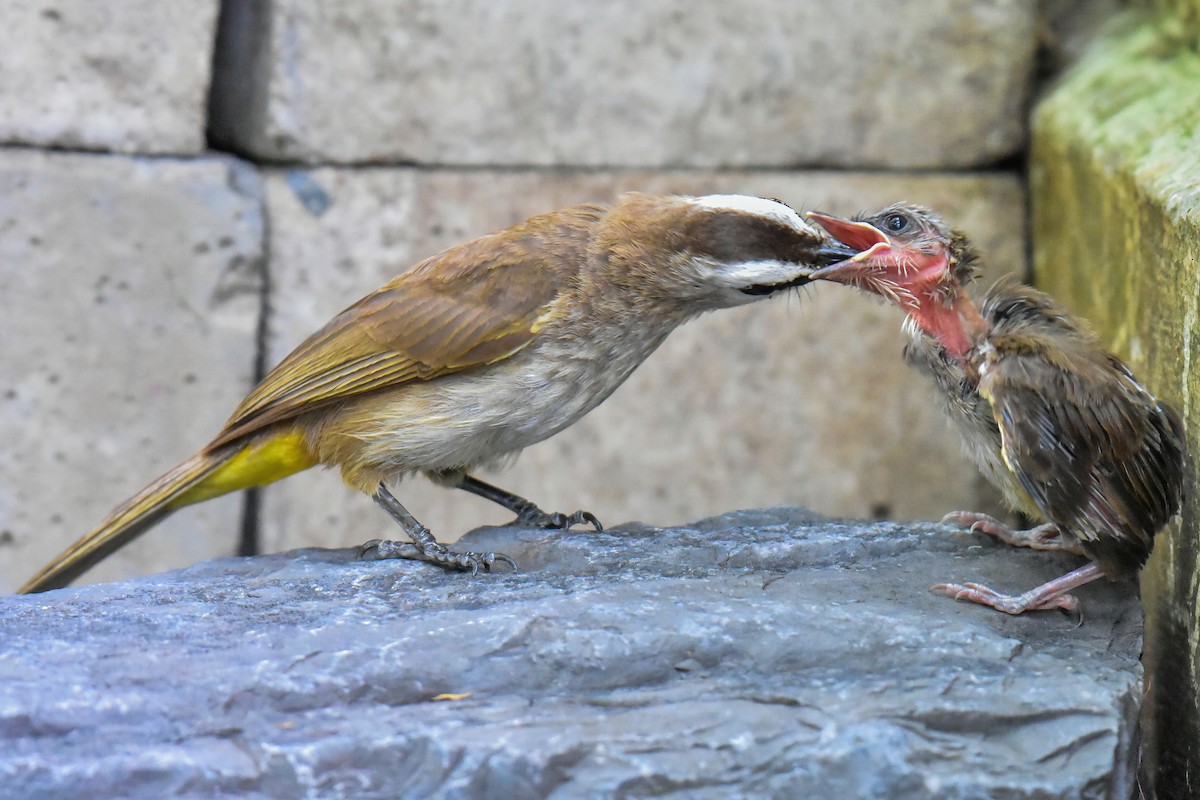 Bulbul Culiamarillo - ML637869810