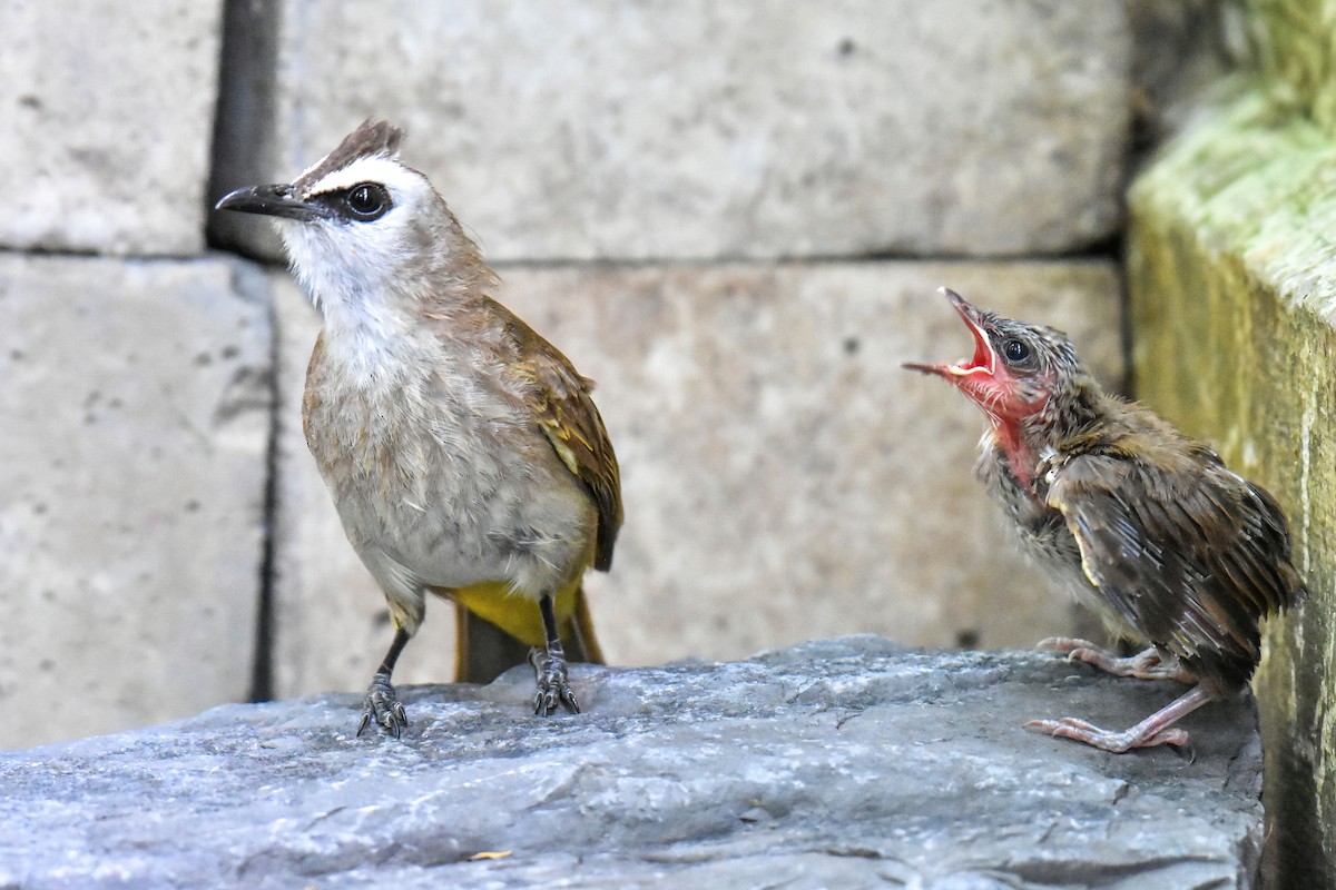 Bulbul Culiamarillo - ML637869811