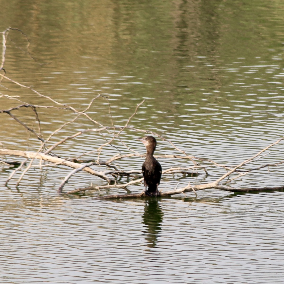 Little Cormorant - ML637869818