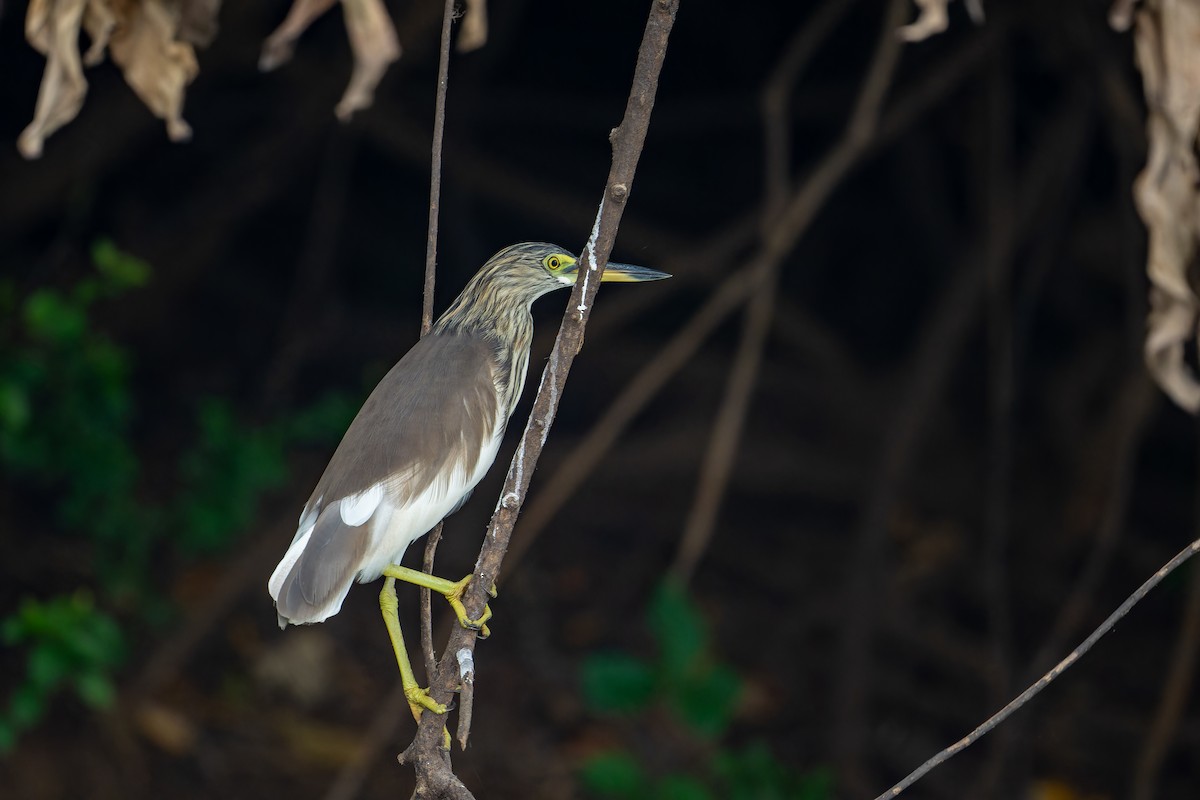 Chinese Pond-Heron - ML637869826
