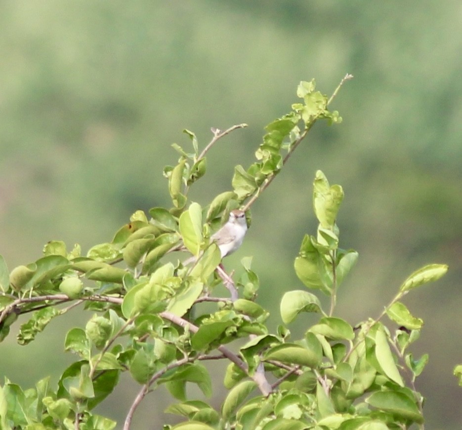 Rufous-fronted Prinia - ML637869832