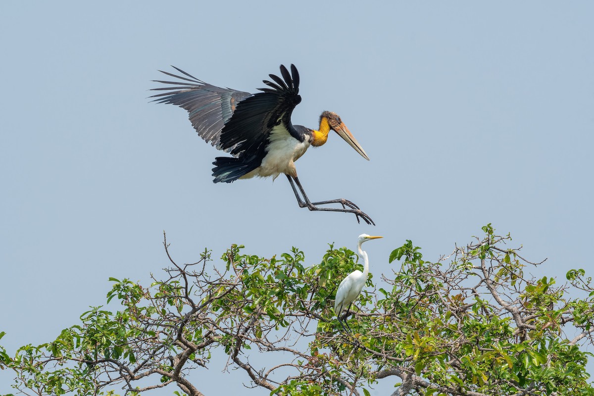 Lesser Adjutant - ML637869870