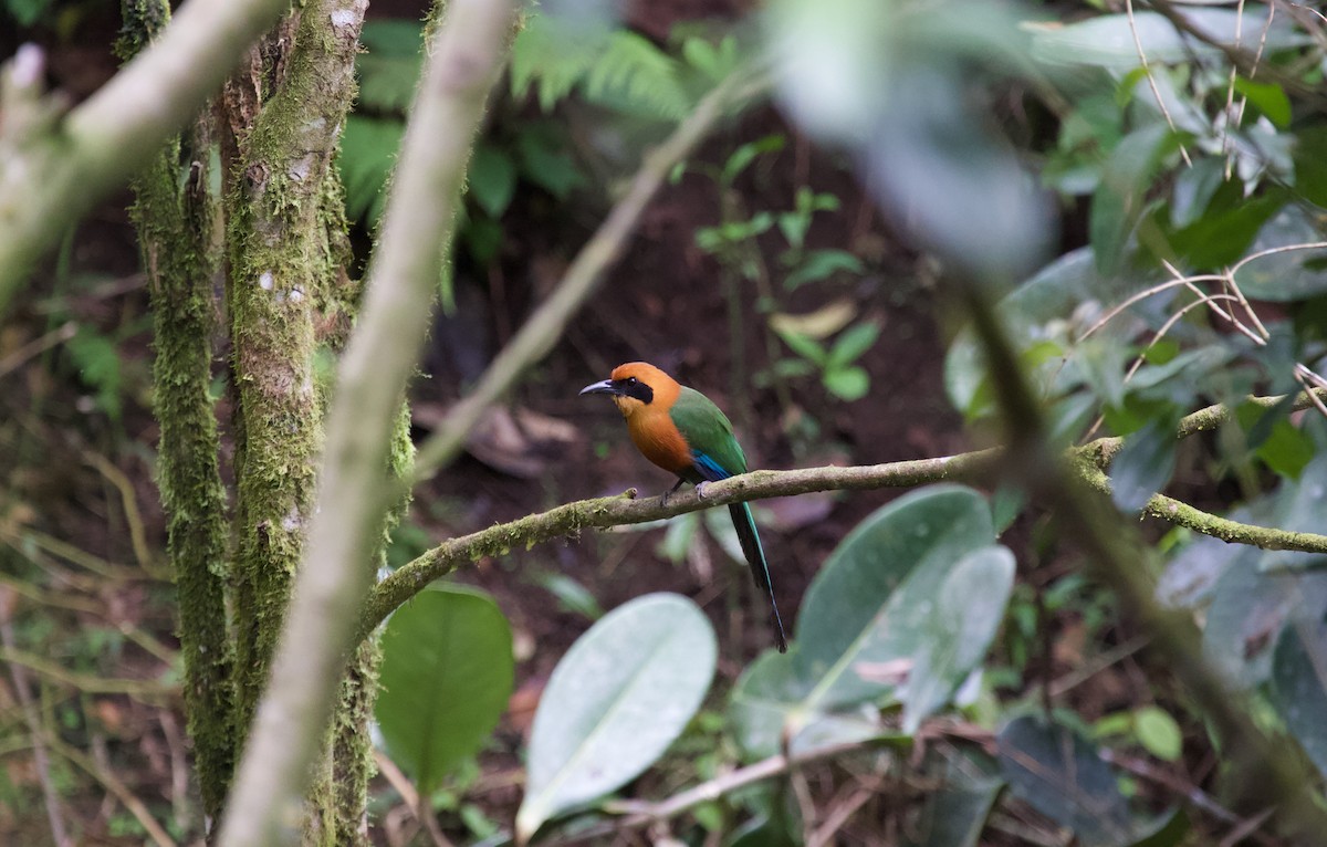 Rufous Motmot - ML637869943