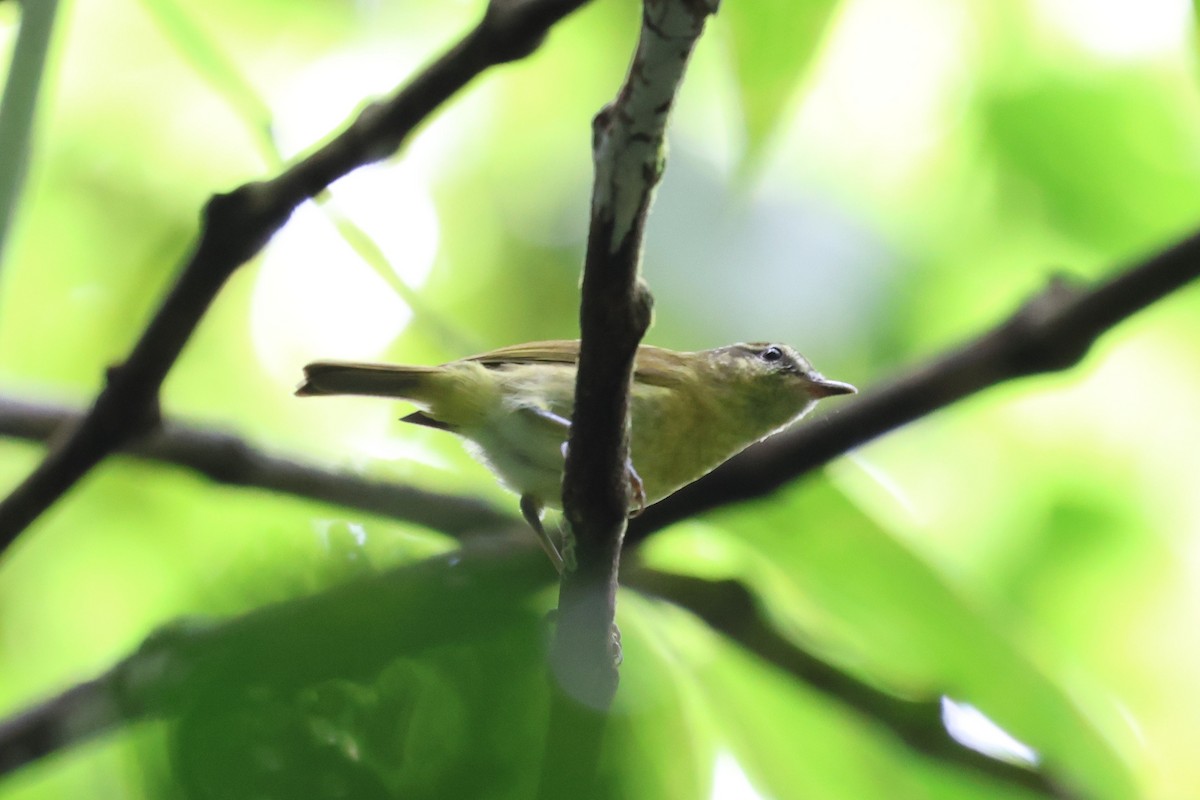 Sulawesi Leaf Warbler - ML637869949