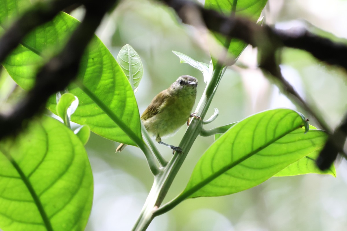 Sulawesi Leaf Warbler - ML637869950