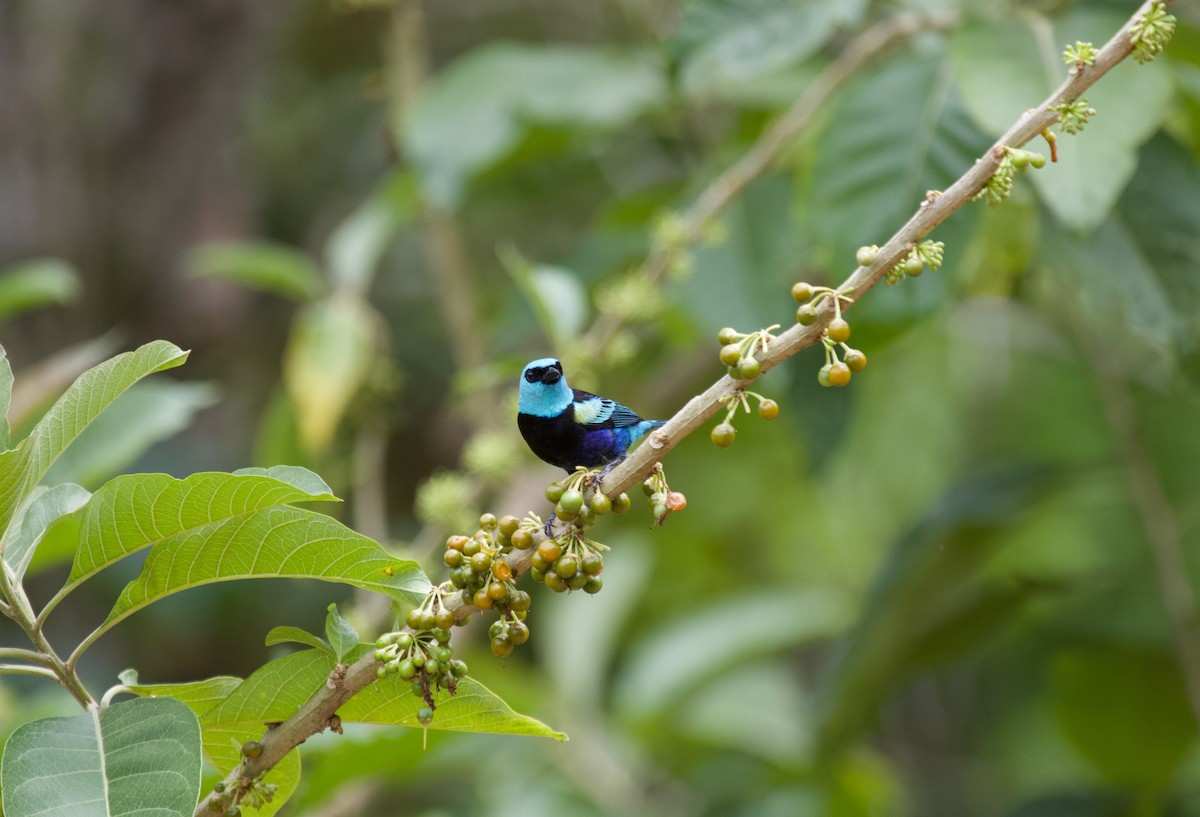 Blue-necked Tanager - ML637869982