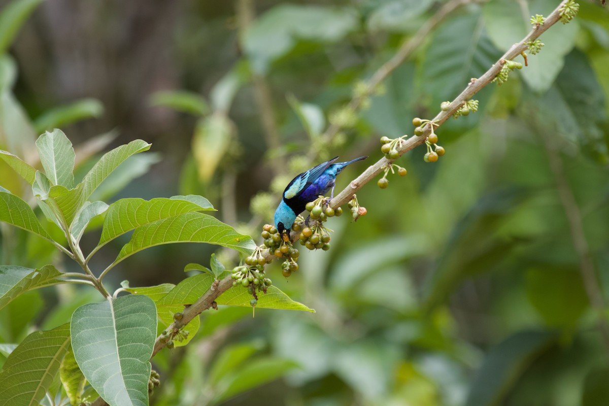 Blue-necked Tanager - ML637869983