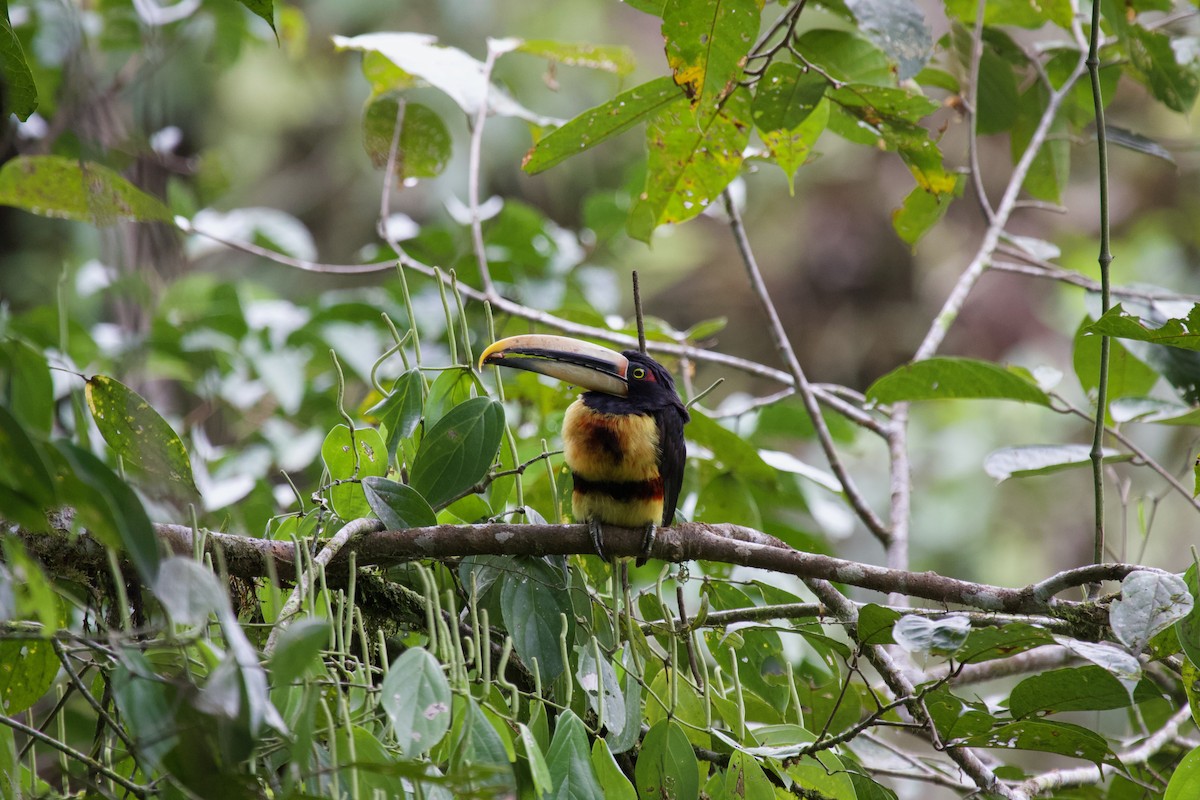 Collared Aracari - ML637869993