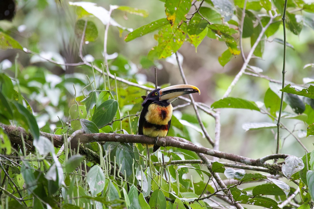 Collared Aracari - ML637869994