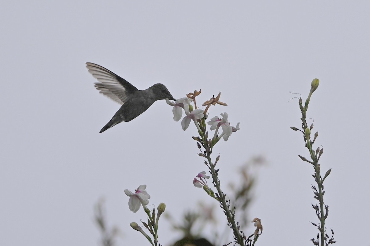 Colibrí Zumbadorcito - ML637870009