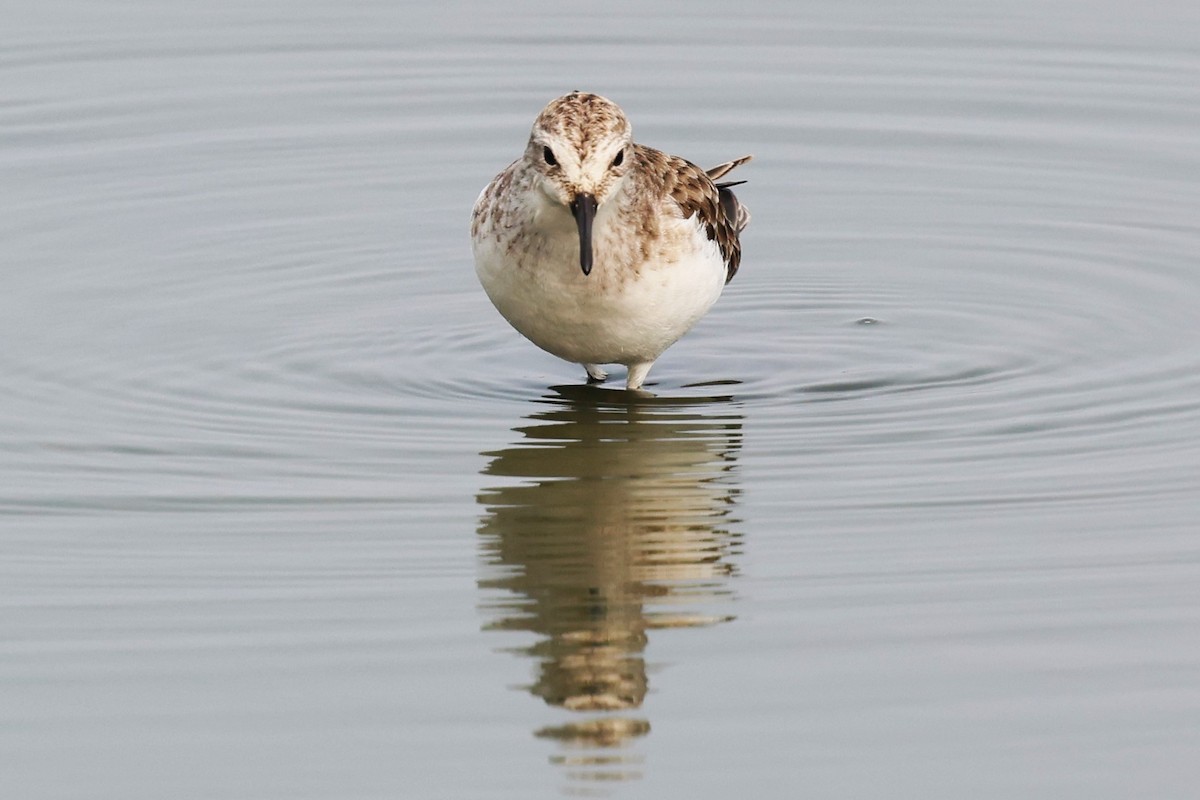 Little Stint - ML637870014