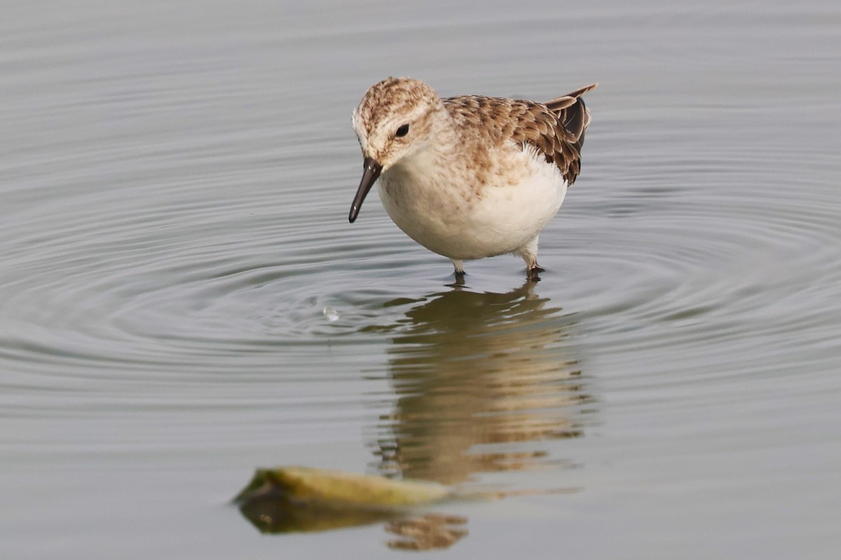 Little Stint - ML637870015