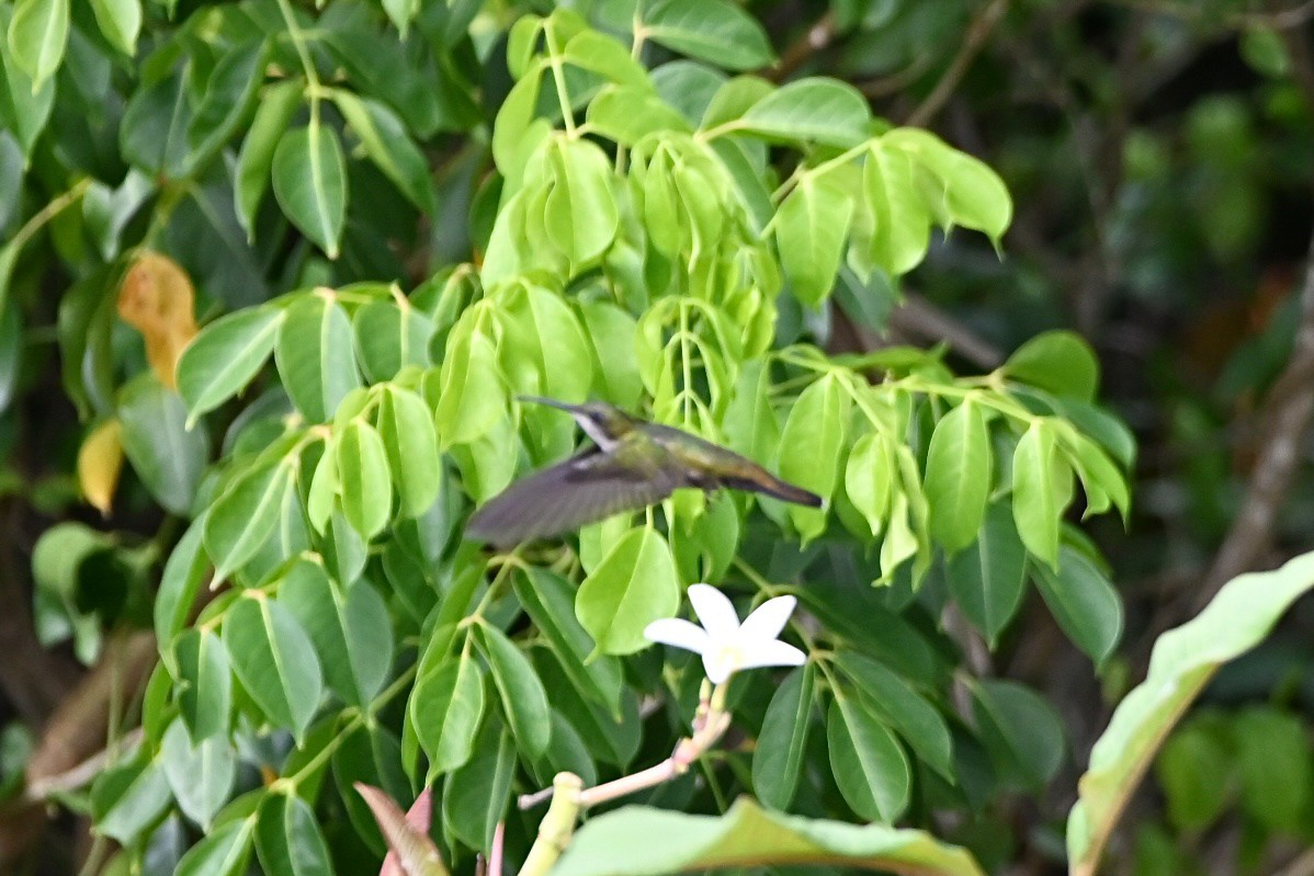 Hispaniolan Mango - ML637870016