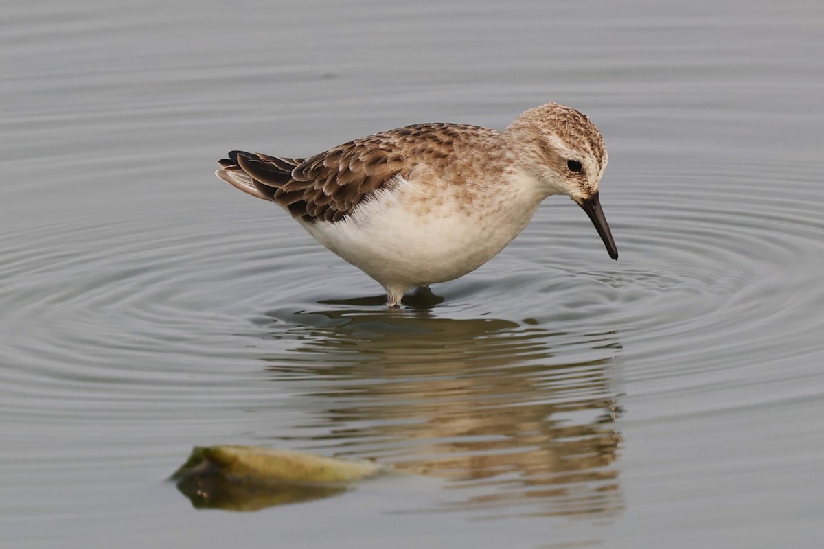 Little Stint - ML637870031