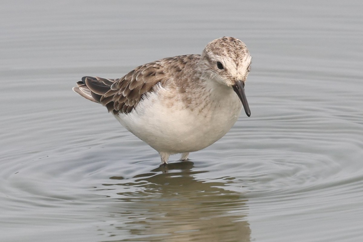 Little Stint - ML637870032