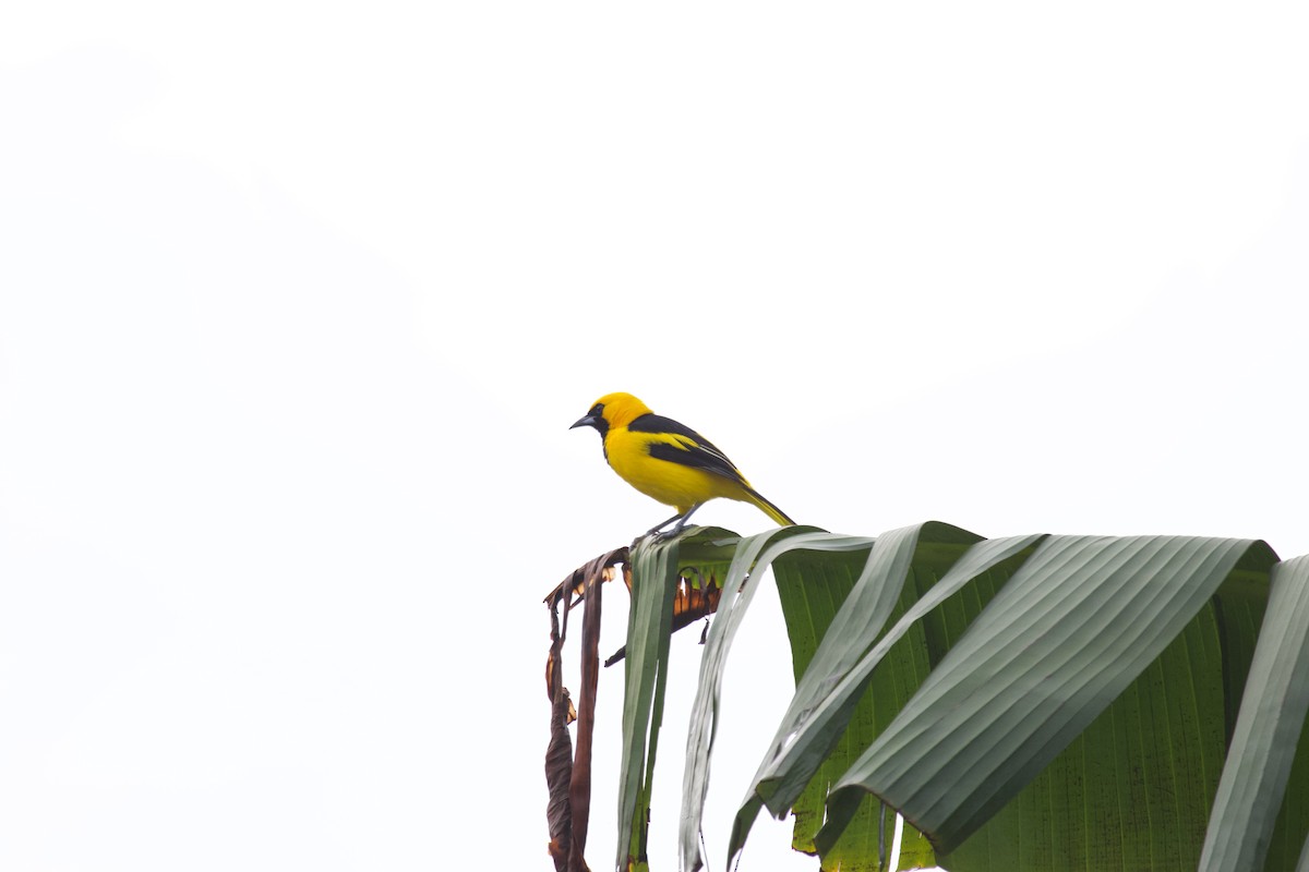 Yellow-tailed Oriole - ML637870041