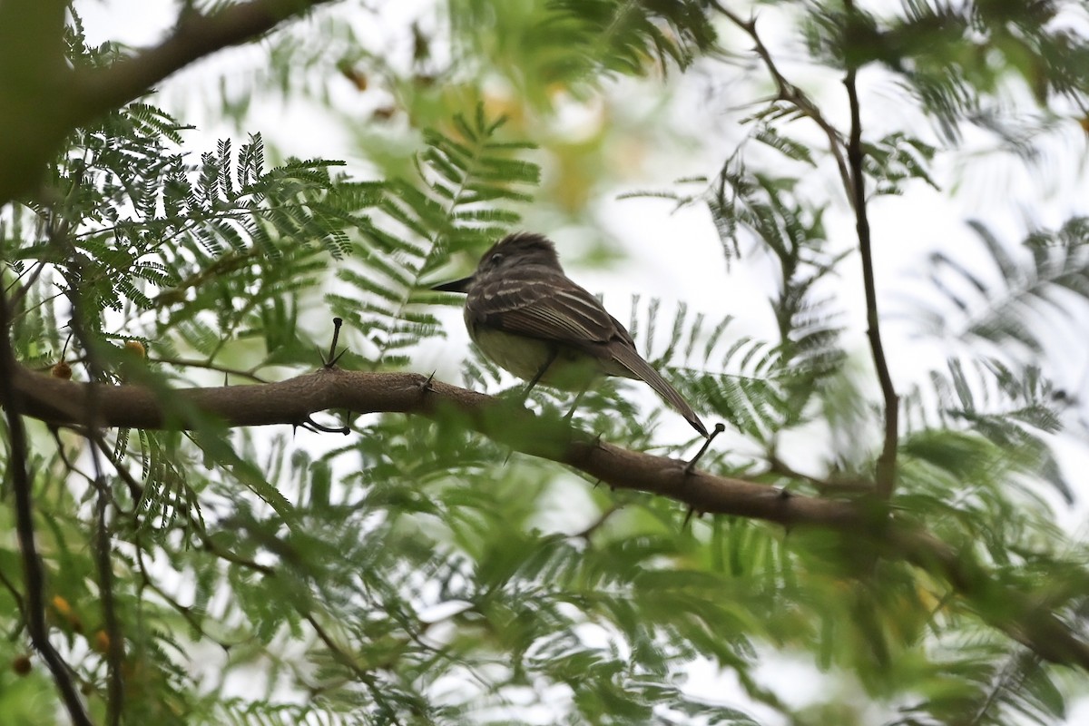 Stolid Flycatcher - ML637870048