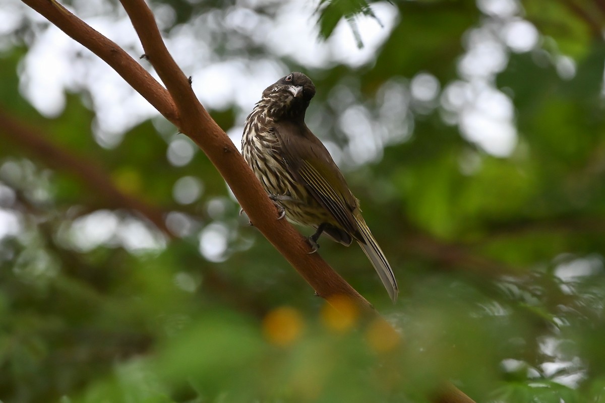 Palmchat - ML637870064