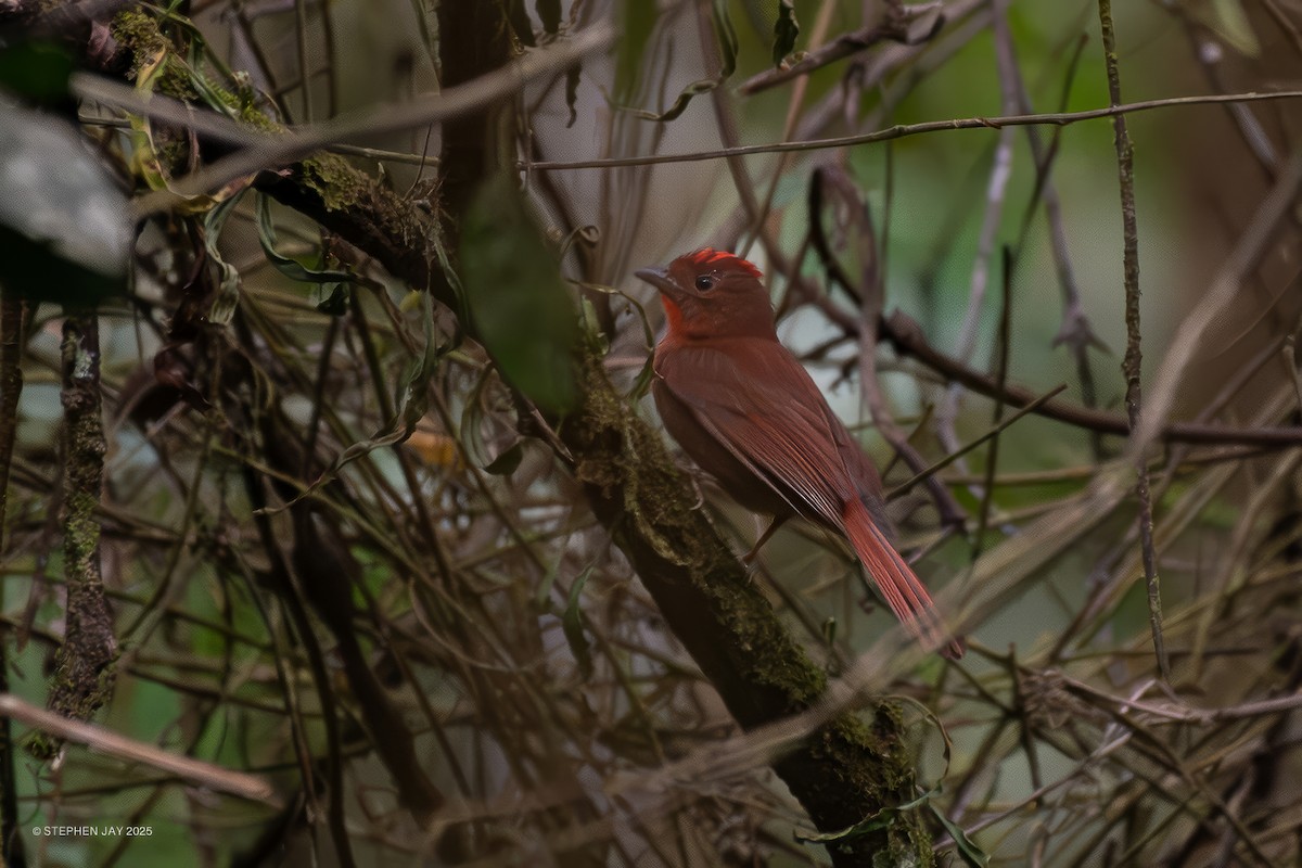 Red-crowned Ant-Tanager - ML637870094