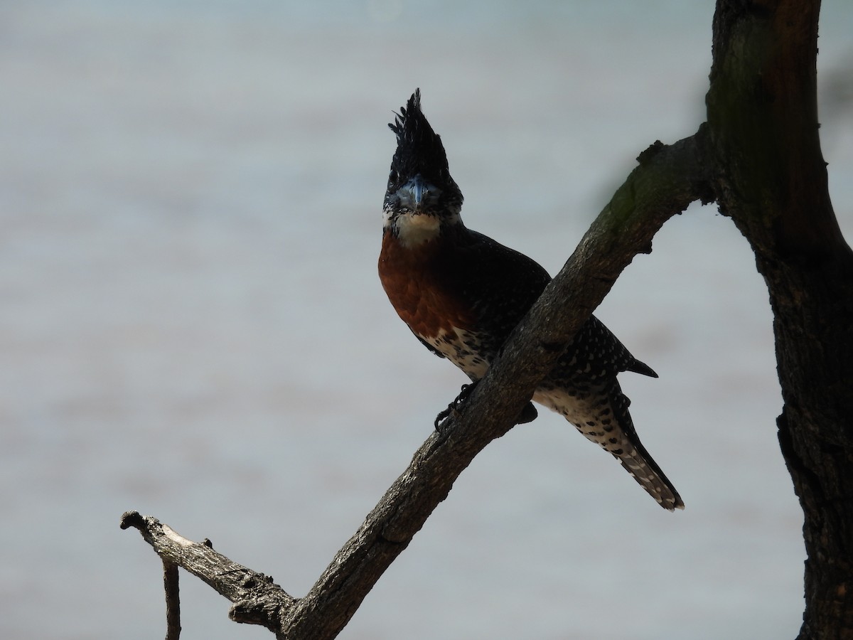 Giant Kingfisher - ML637870149