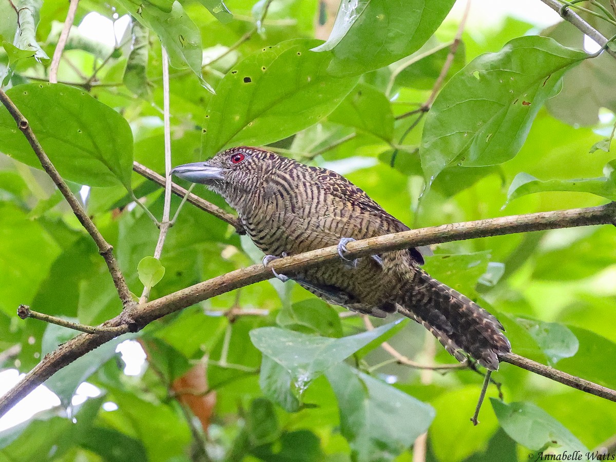 Fasciated Antshrike - ML637870159
