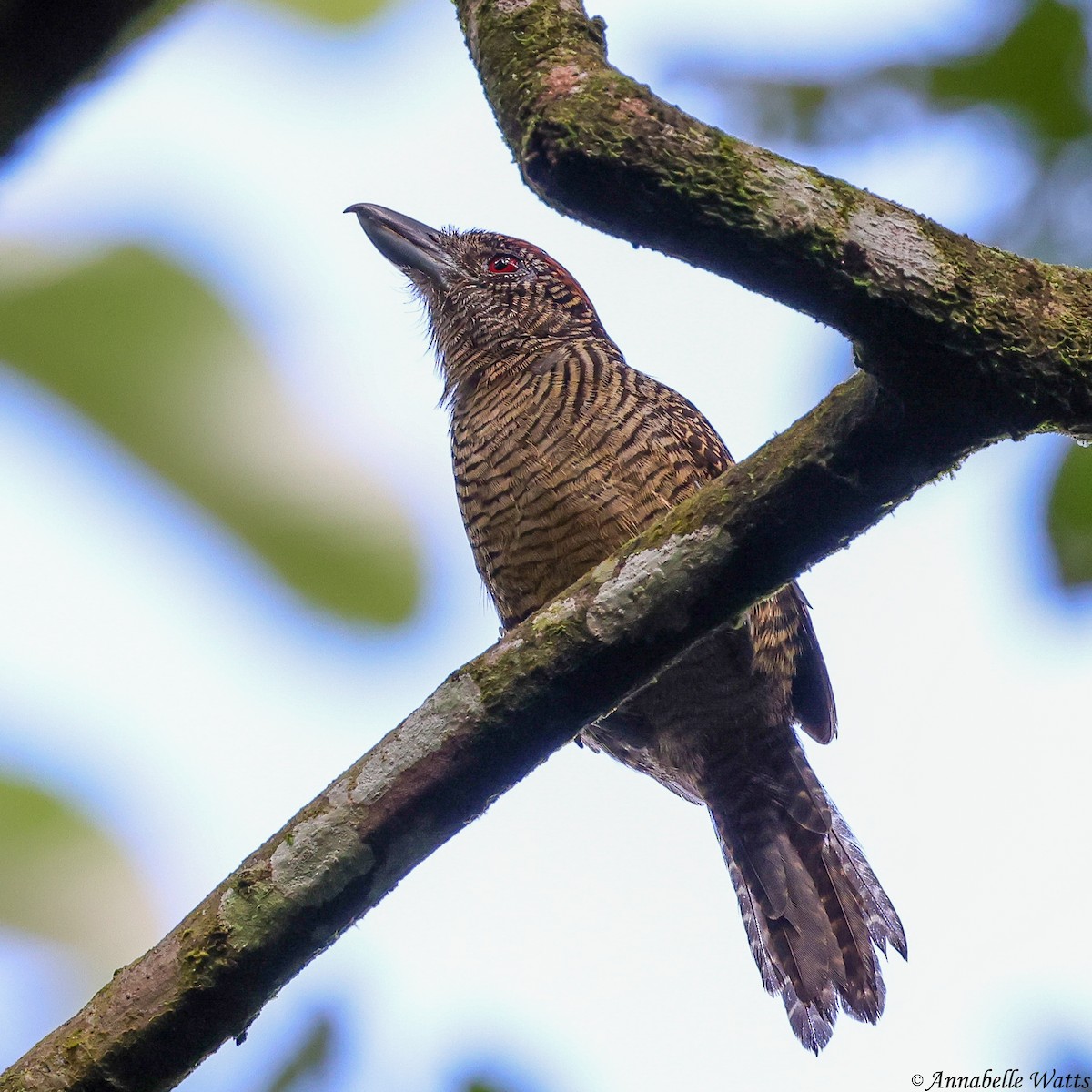 Fasciated Antshrike - ML637870160
