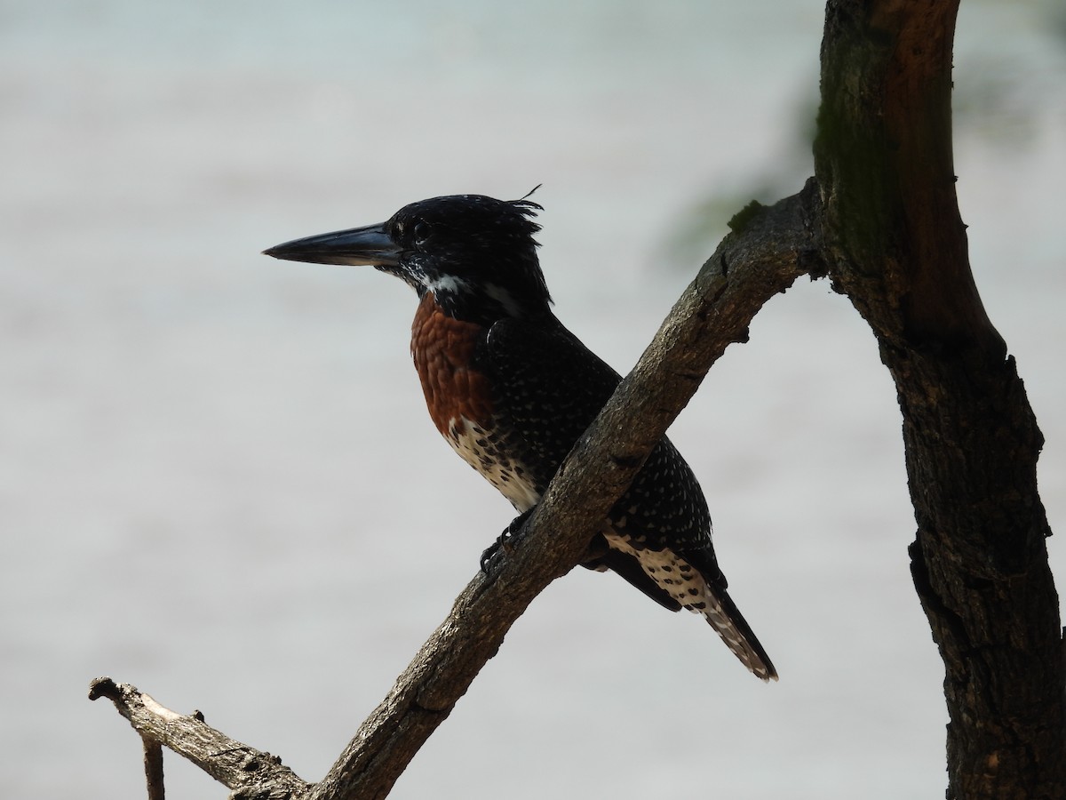Giant Kingfisher - ML637870161