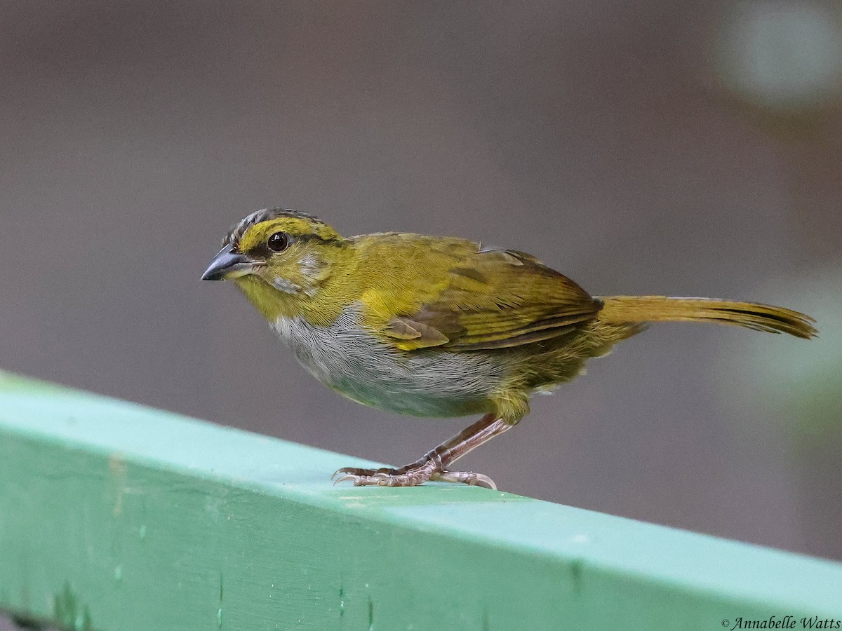 Black-striped Sparrow - ML637870188