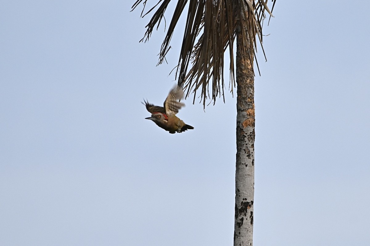 Hispaniolan Woodpecker - ML637870193