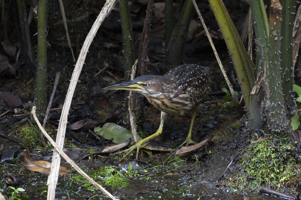 Schrenck's Bittern - ML637870215