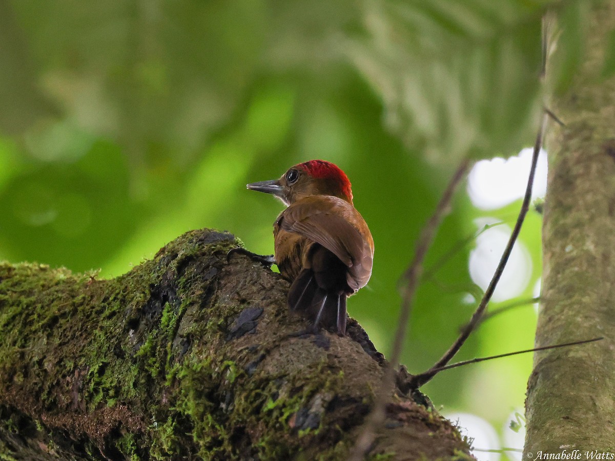 Smoky-brown Woodpecker - ML637870217
