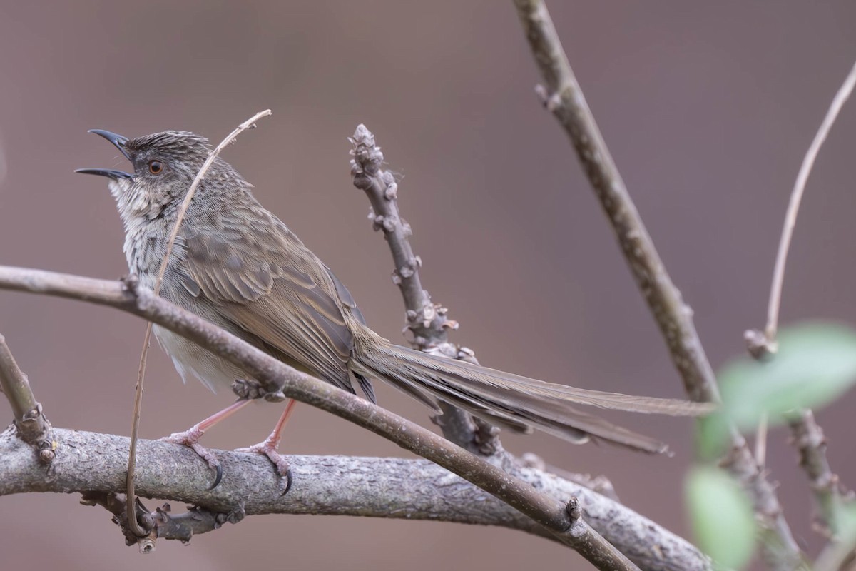 Himalayan Prinia - ML637870248