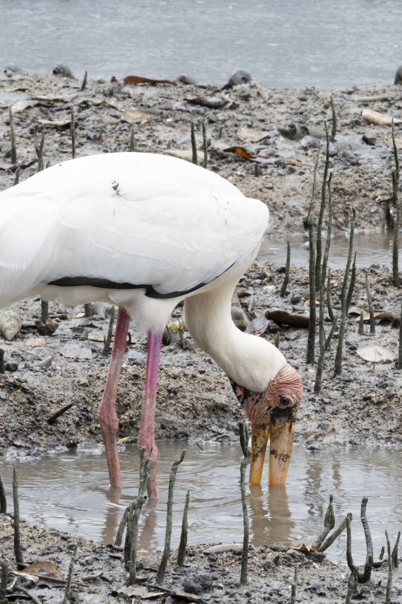 Milky Stork - ML637870258