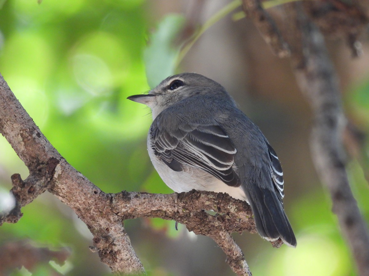 Ashy Flycatcher - ML637870259