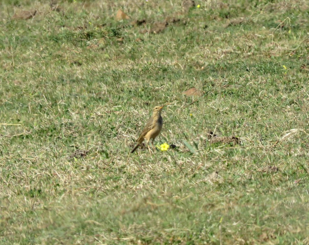 Plain-backed Pipit - ML637870263