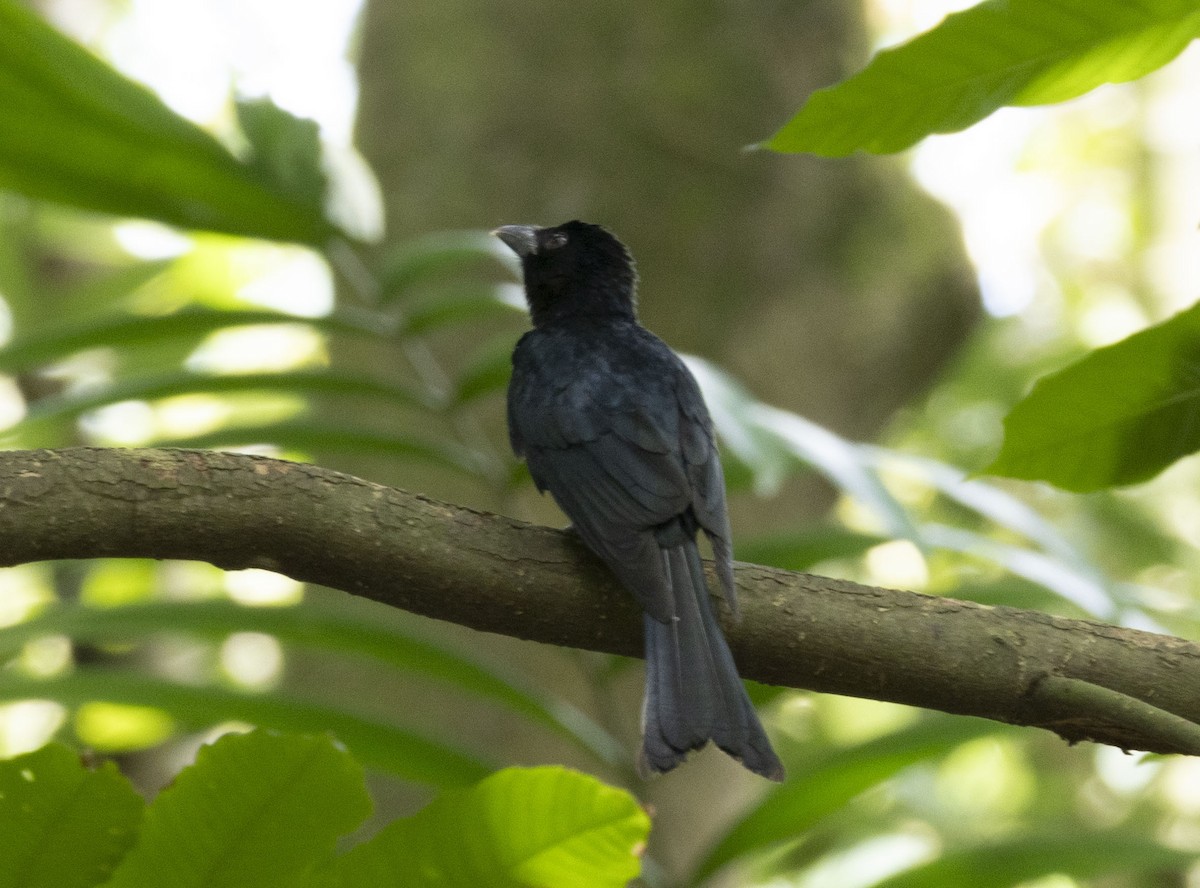 Crow-billed Drongo - ML637870264