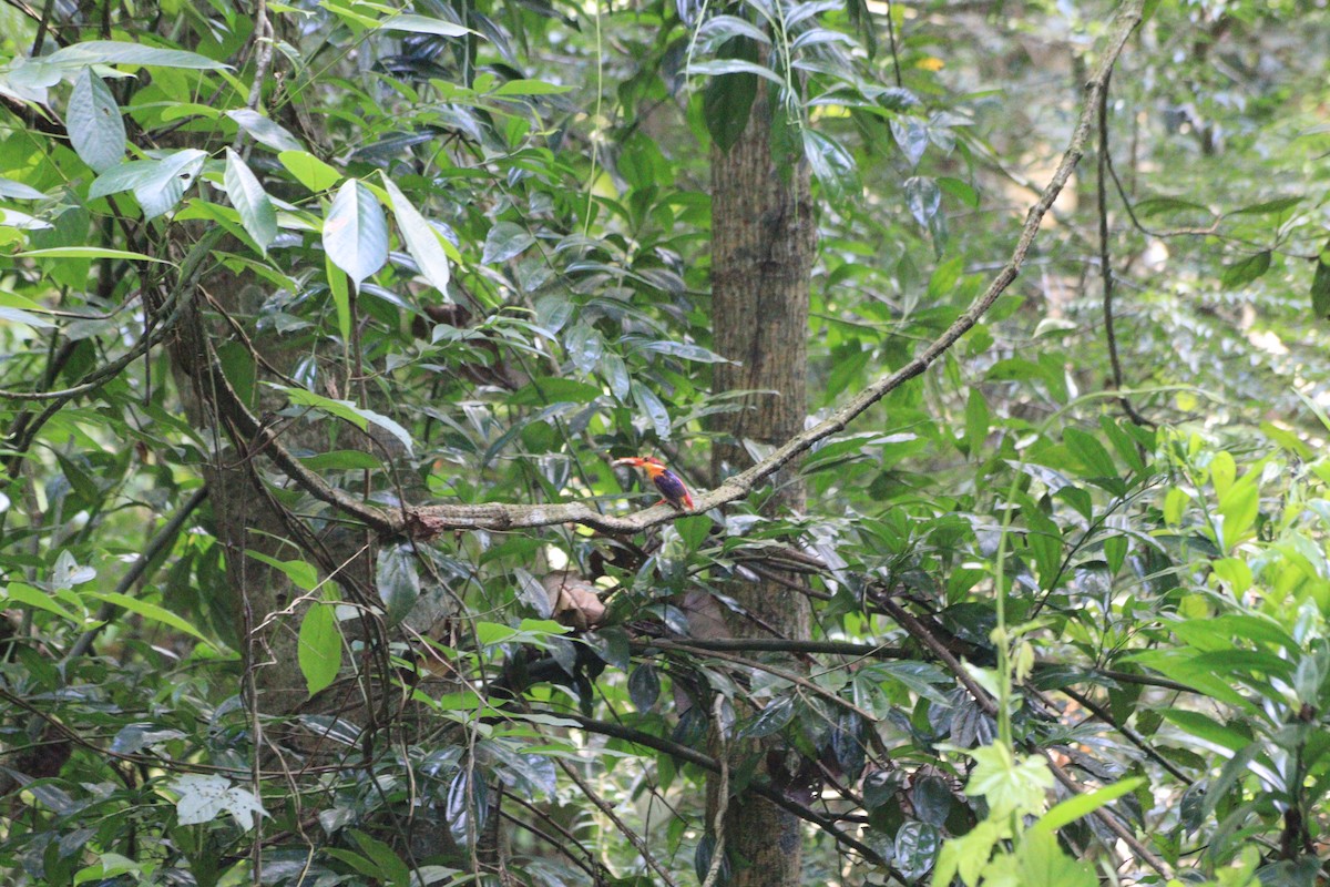 Black-backed Dwarf-Kingfisher - ML637870271
